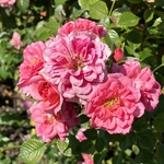 Rose Garden