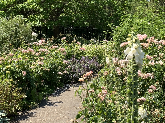 Rose Garden