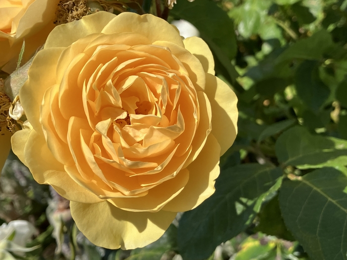 Rose Garden