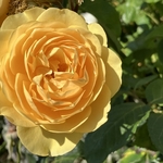 Rose Garden