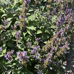 Rose Garden