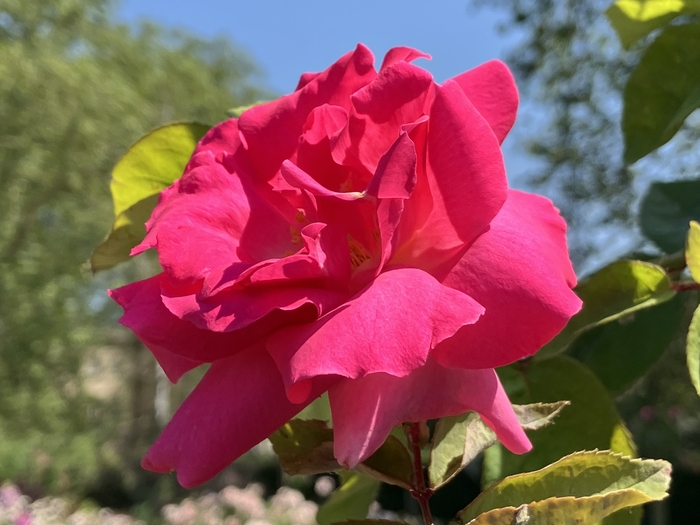 Rose Garden