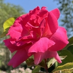 Rose Garden