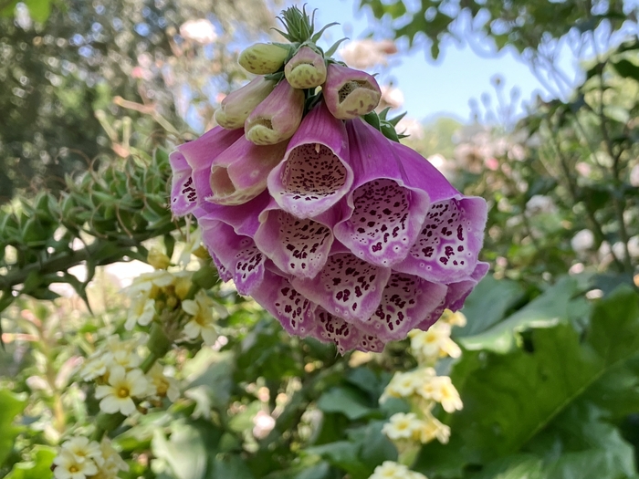 Rose Garden
