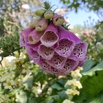 Rose Garden