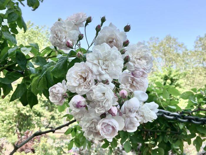 Rose Garden