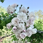 Rose Garden