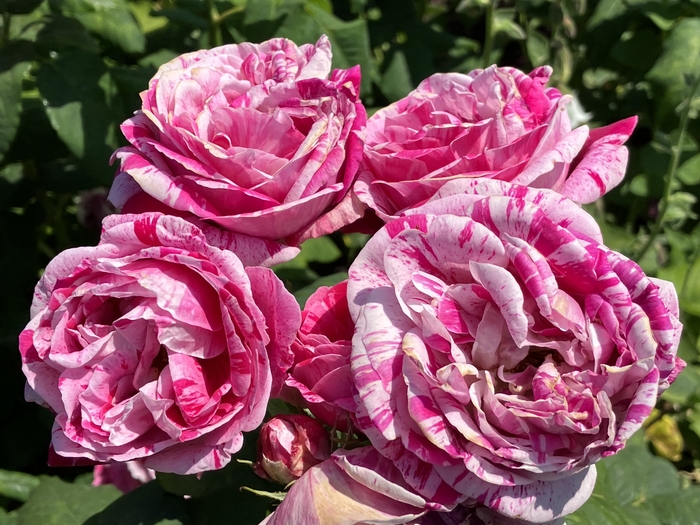 Rose Garden