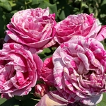 Rose Garden