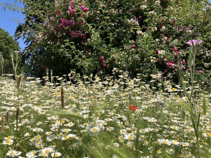 Rose Garden