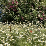 Rose Garden