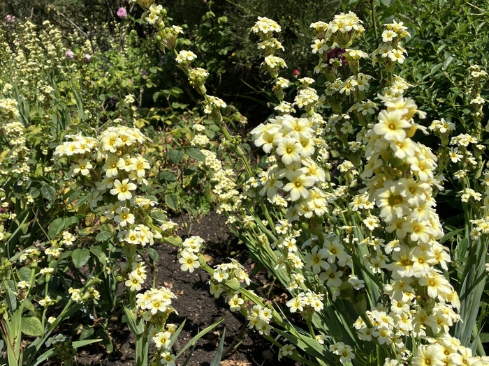 Rose Garden