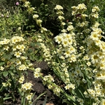Rose Garden
