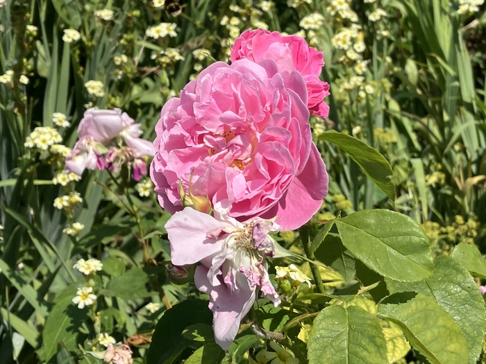 Rose Garden