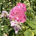 Rose Garden