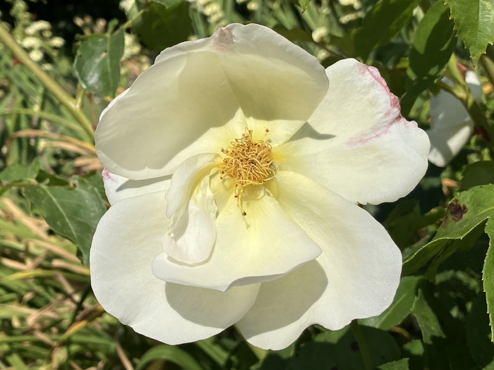 Rose Garden