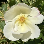 Rose Garden