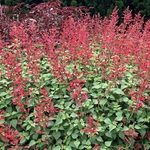 Arboretum at Penn State